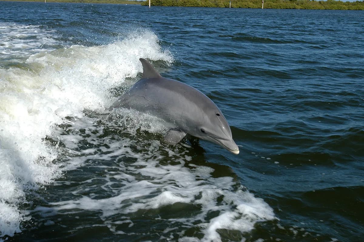 Dauphin