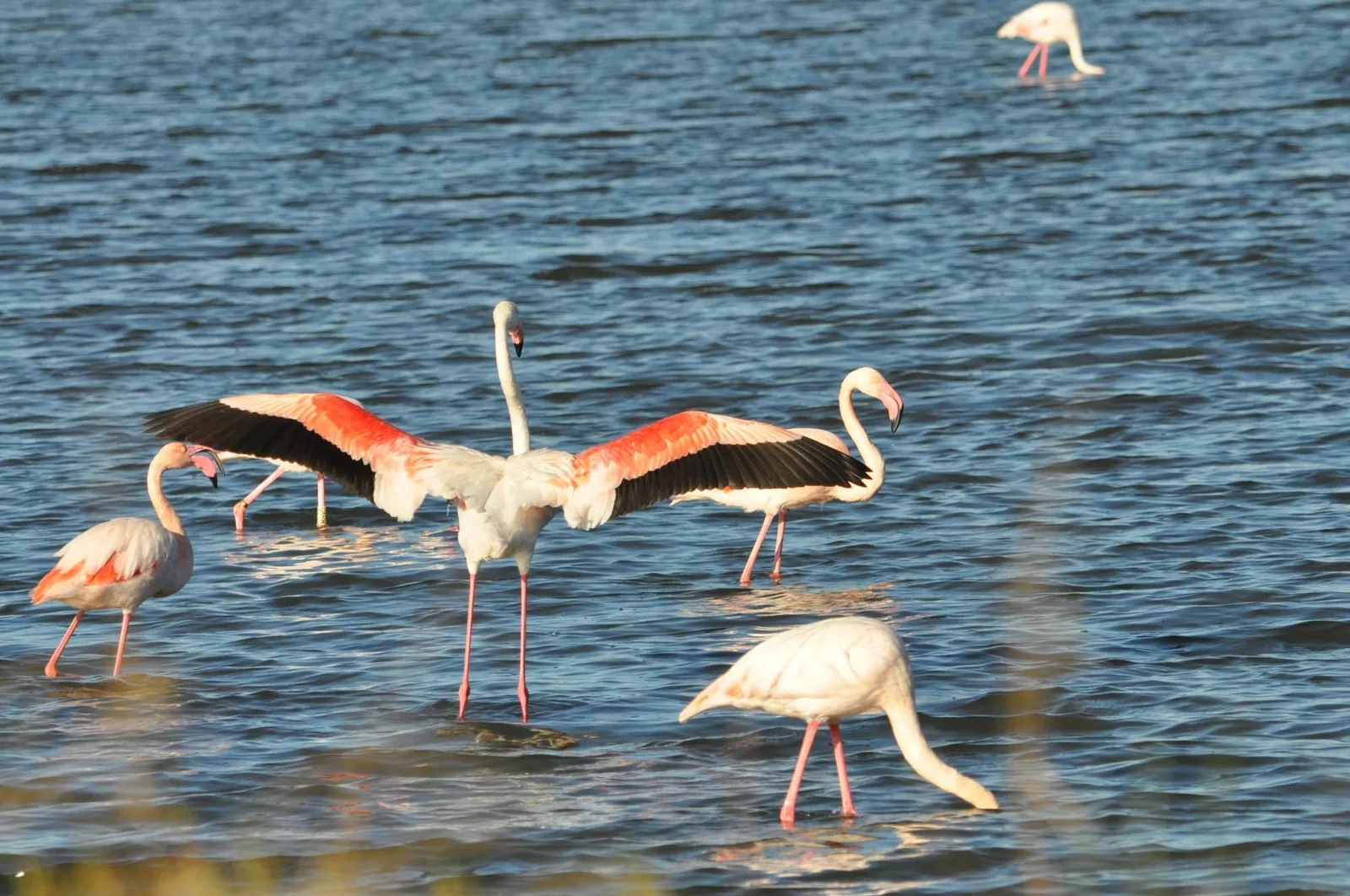 Observation des oiseaux au Salin des Pesquiers avec la LPO