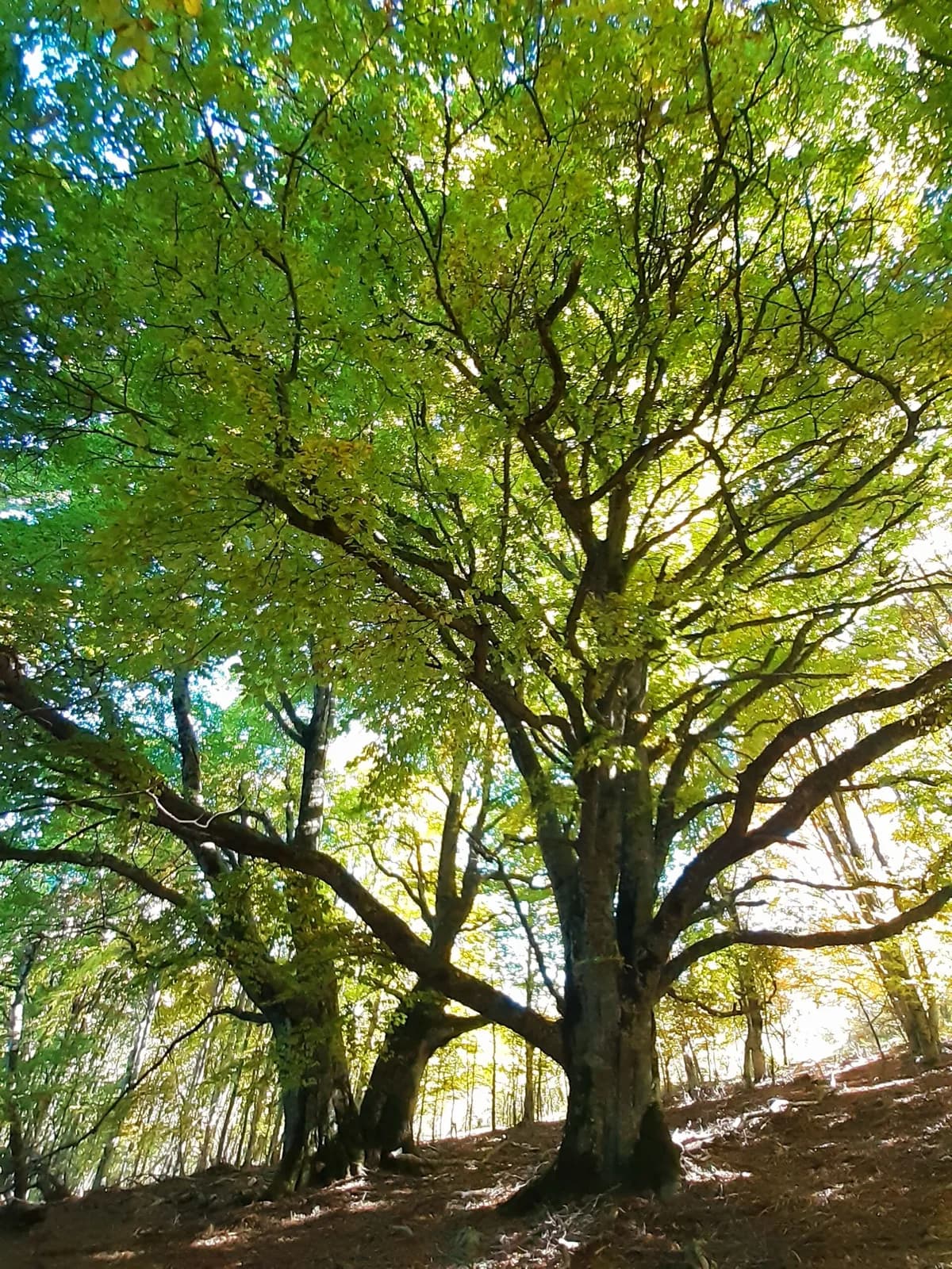 Bain de forêt : une immersion sensorielle